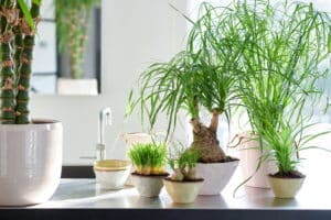 Graslelie (Chlorophytum comosum), Parapluplant (Cyperus) & Olifantenpoot (Beaucarnea) in een lichte moderne keuken - Mooiwatplantendoen.nl